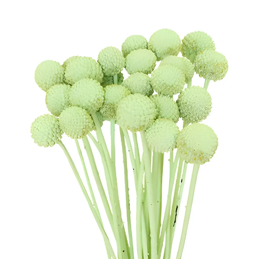 Mint Green Craspedia Billy Balls