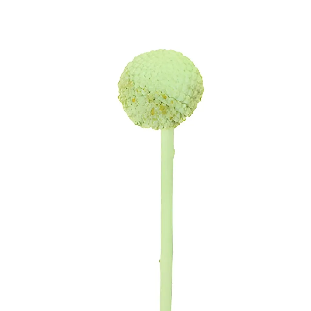 Mint Green Craspedia Billy Balls