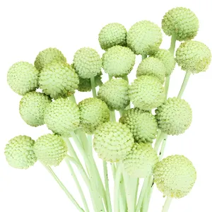 Mint Green Craspedia Billy Balls